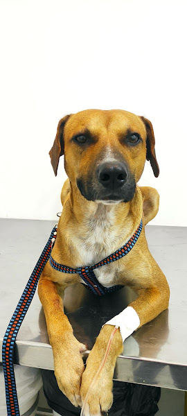 Centro Veterinário Vicente Pires