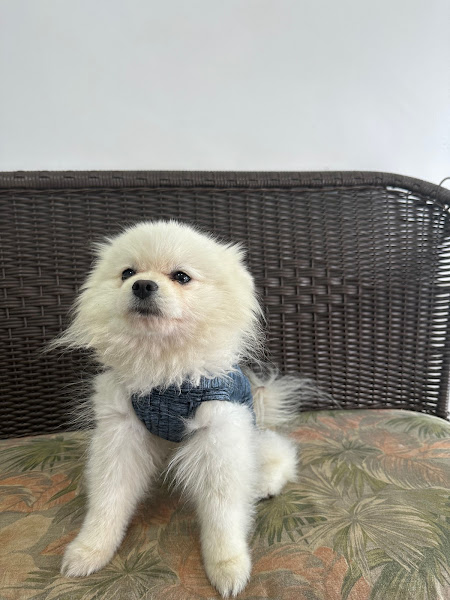 Foto 1 Centro Veterinário Vicente Pires