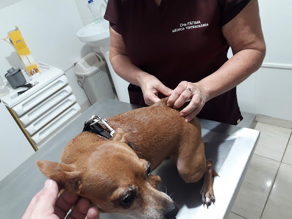 Clínica Veterinária Cães e Cia Clínica Veterinária Cães e Cia