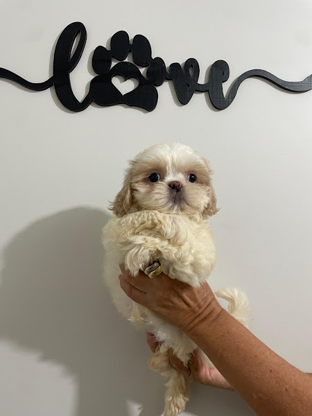 Foto 1 Clínica Veterinária Cães e Cia