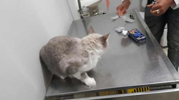 Foto 2 Clínica Veterinária Cães e Cia