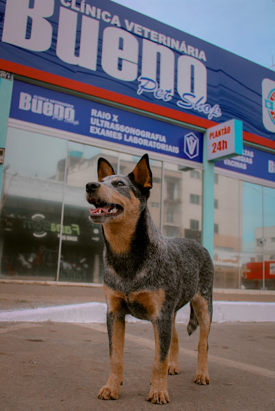 Foto 2 Clínica Veterinária Bueno