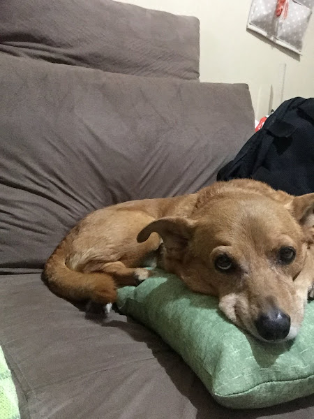 Núcleo de Tratamento a Animais