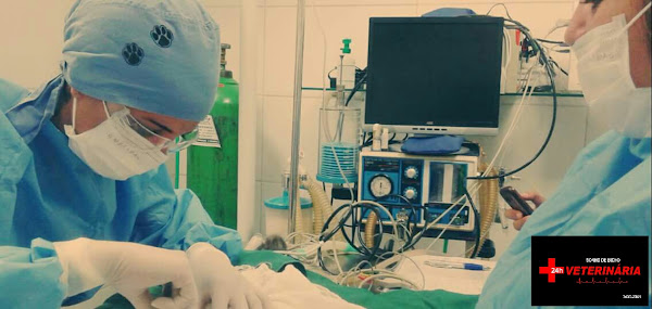 Veterinária 24h Sonho de Bicho