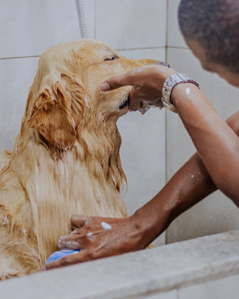 Foto 5 Clínica Veterinária Jardim Botânico