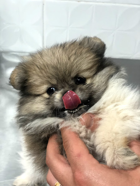 Foto 1 Vetmed Clínica Veterinária