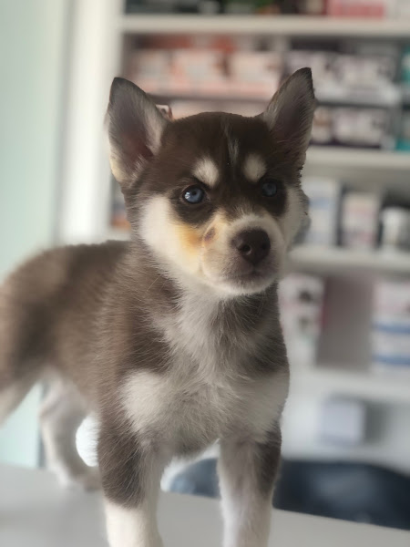 Foto 4 Vetmed Clínica Veterinária