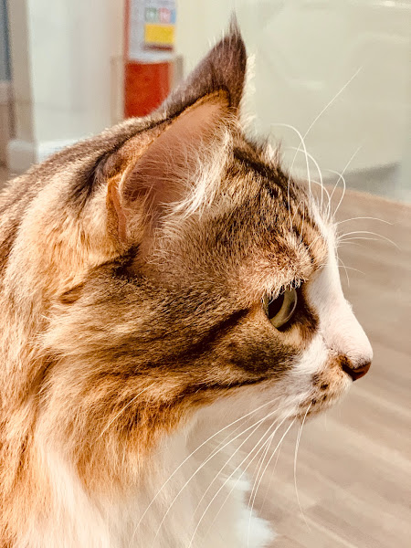 Foto 3 Dr Bichinho Clínica Veterinaria 24h