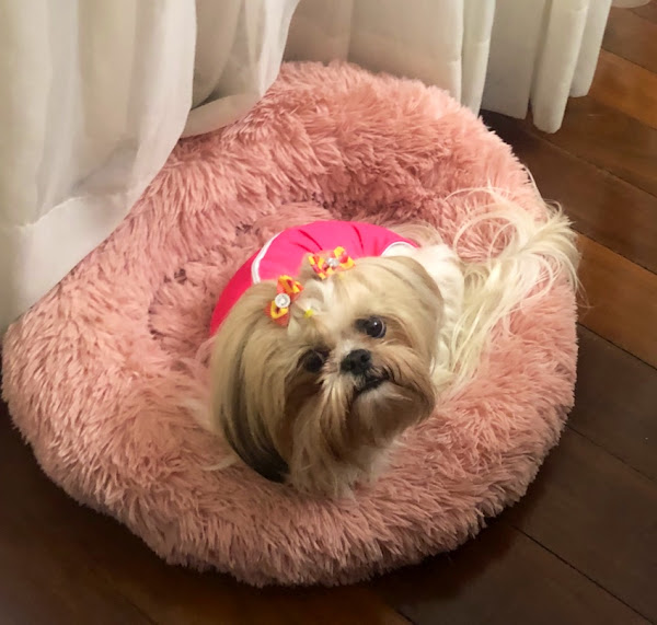 Foto 2 Hospital Veterinário Cão Q Mia