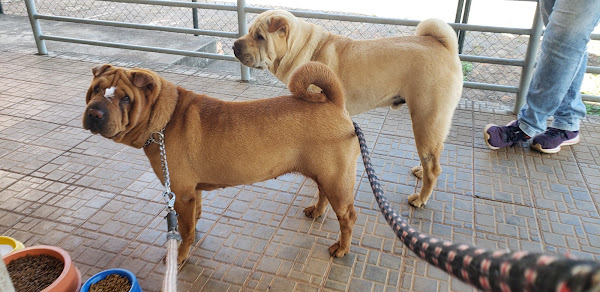 Foto 1 Veterinária MEDVET