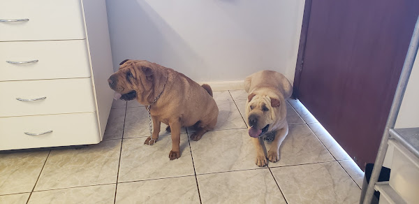 Foto 2 Veterinária MEDVET