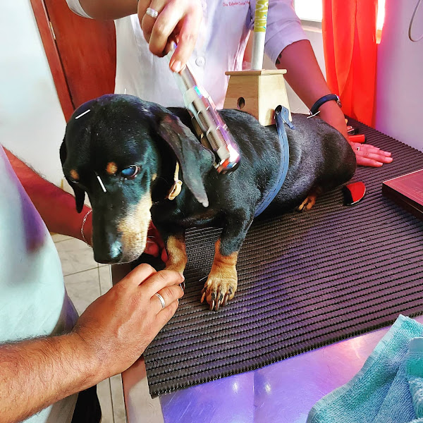 Foto 3 Veterinária MEDVET