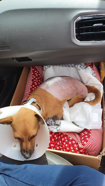 Foto 1 Clínica Veterinária Saúde Animal