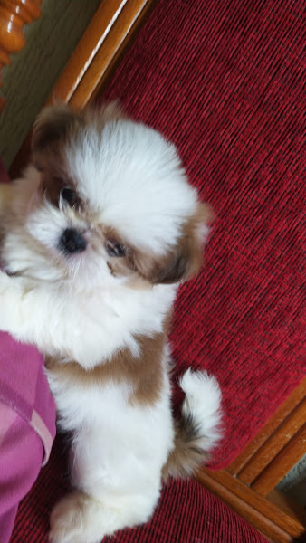 Foto 1 PETIT AMI VETERINÁRIA: DRA LORENA PAULA FIGUEIREDO