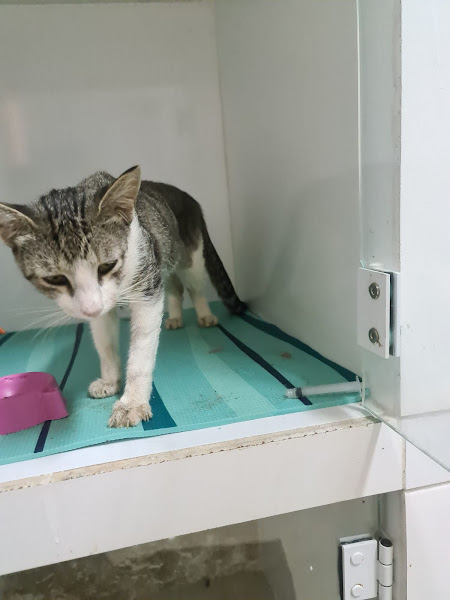 Foto 2 Centro Veterinário Vet Star