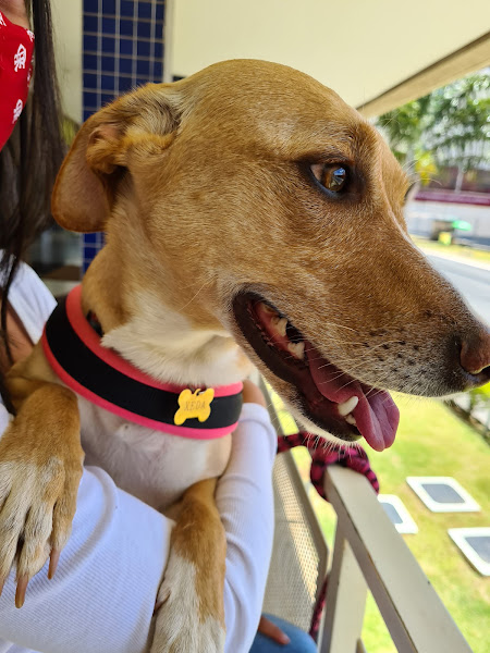 Foto 1 Centro Veterinário Águas Claras