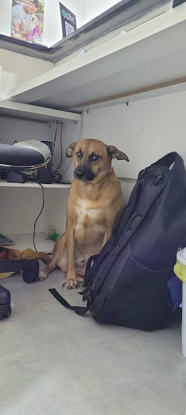 Foto 2 Clinica Veterinária Aparecida