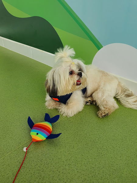 Hospital Veterinário Vitta Vet