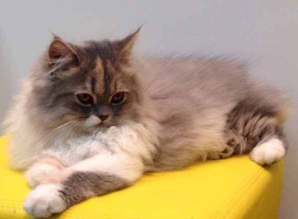 Foto 4 Hospital Veterinário Vitta Vet