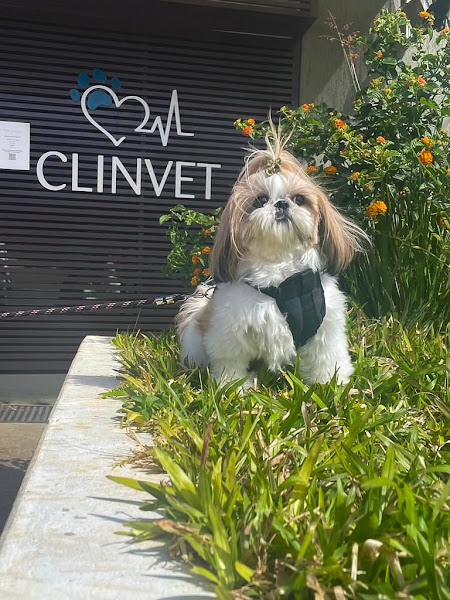 Foto 2 Clinvet Veterinária