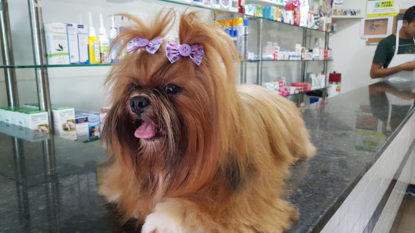 Foto 4 Clinvet Veterinária