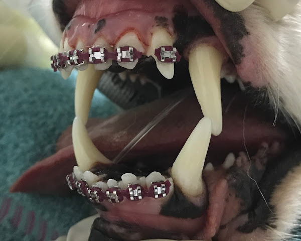 OdontoZoo - Odontologia Veterinária