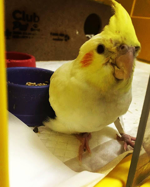 Foto 1 Zootopia Clínica Veterinária