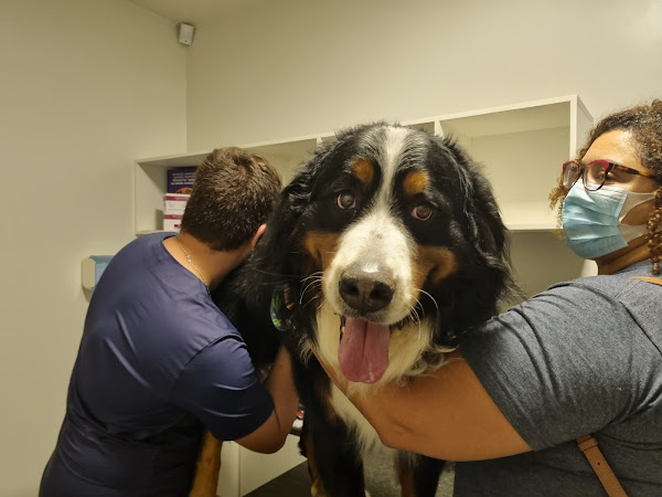 Foto 1 Casa dos Pets Clínica veterinária