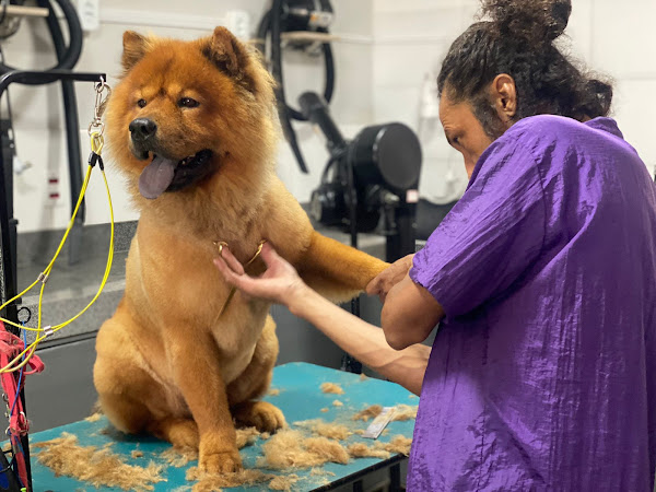 Estilo Pet Clínica Veterinária e Pet Shop