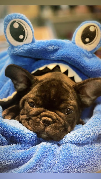 Foto 4 Estilo Pet Clínica Veterinária e Pet Shop