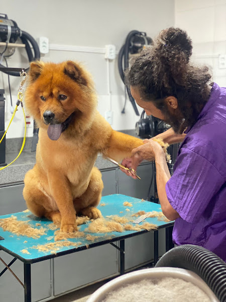 Foto 5 Estilo Pet Clínica Veterinária e Pet Shop Foto 5 Estilo Pet Clínica Veterinária e Pet Shop