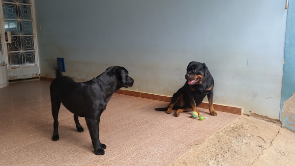 Foto 1 Clinica Veterinaria Pet Zoo