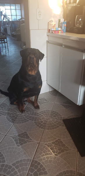 Foto 4 Clinica Veterinaria Pet Zoo