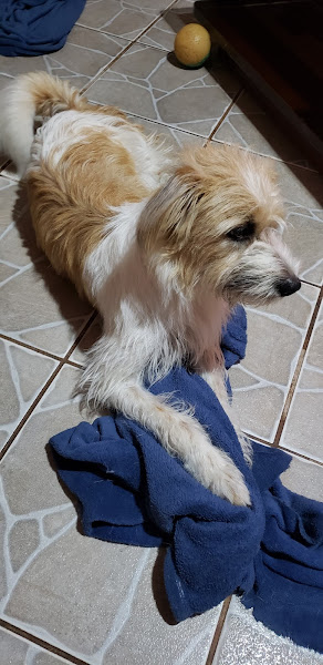 Foto 7 Clinica Veterinaria Pet Zoo Foto 7 Clinica Veterinaria Pet Zoo