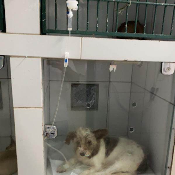 Foto 1 XAMÃ VETERINÁRIA SOBRADINHO