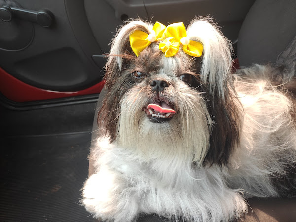 HVSAM Hospital Veterinário