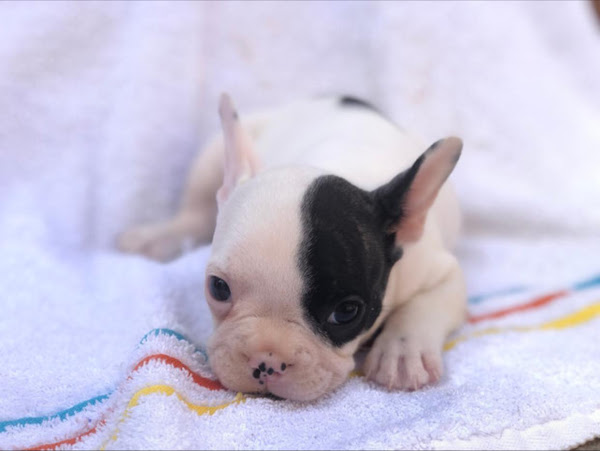 Animália Clínica Veterinária