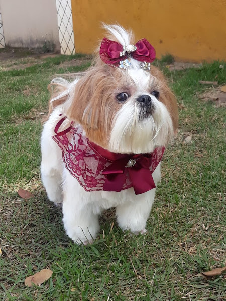 Foto 1 Animália Clínica Veterinária