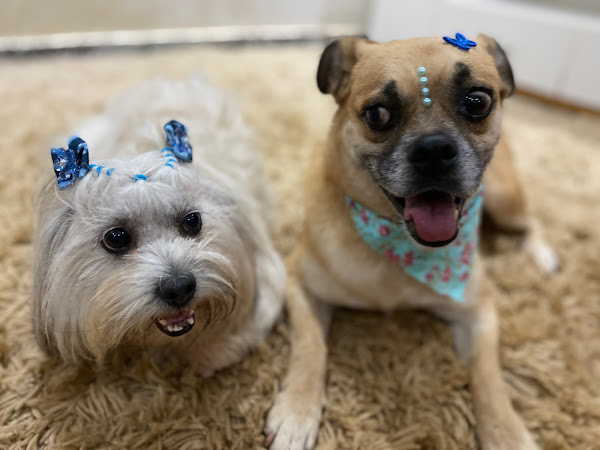 Foto 3 Clínica Veterinária Home Vet 24 horas