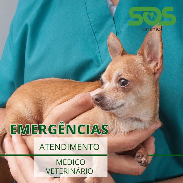 Foto 2 SOS Animal - Clínica Veterinária 24 horas Gama - DF