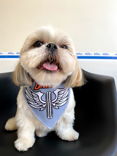 Foto 1 iPet Veterinária - Clínica Veterinária Gama-DF