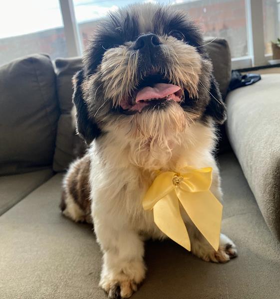 Foto 4 iPet Veterinária - Clínica Veterinária Gama-DF