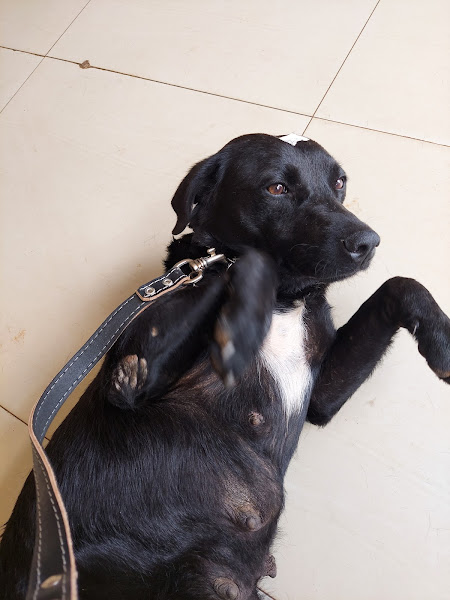 Foto 2 Clínica Veterinária Coração Peludinho