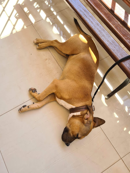 Foto 4 Clínica Veterinária Coração Peludinho