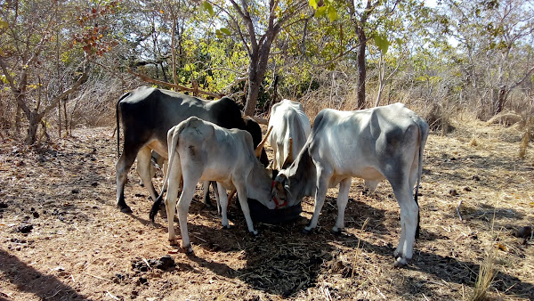 Foto 1 Bov & Dog - Clínica Veterinária