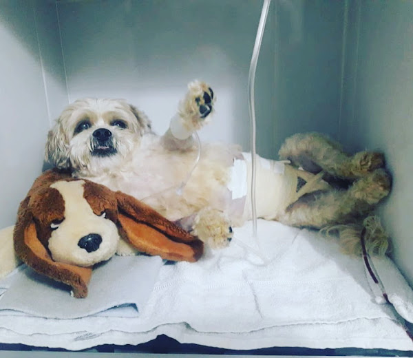 Foto 4 Hosp. Veterinário VetKeybull