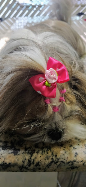 Foto 3 Hospital veterinário Bichos em Cena