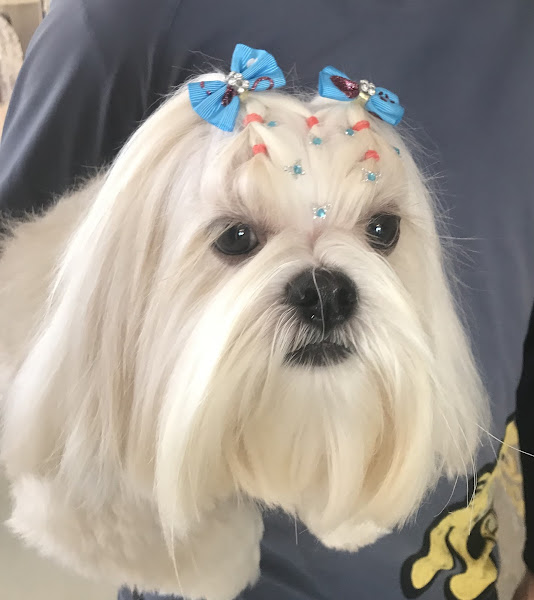 Foto 1 Bichos em Cena