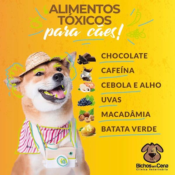 Foto 4 Bichos em Cena