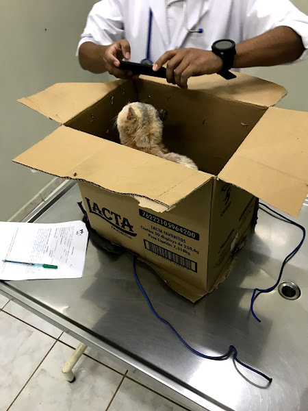 Foto 3 Hospital Veterinário UPIS